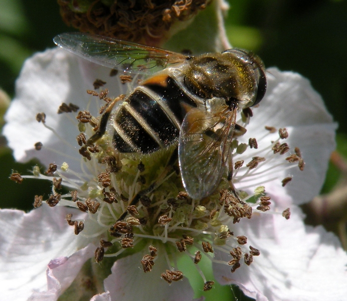 Syrphidae
